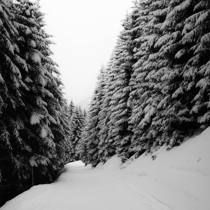 Snow - trees
